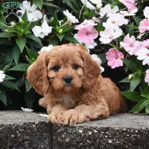 Oliver, Cavapoo Puppy